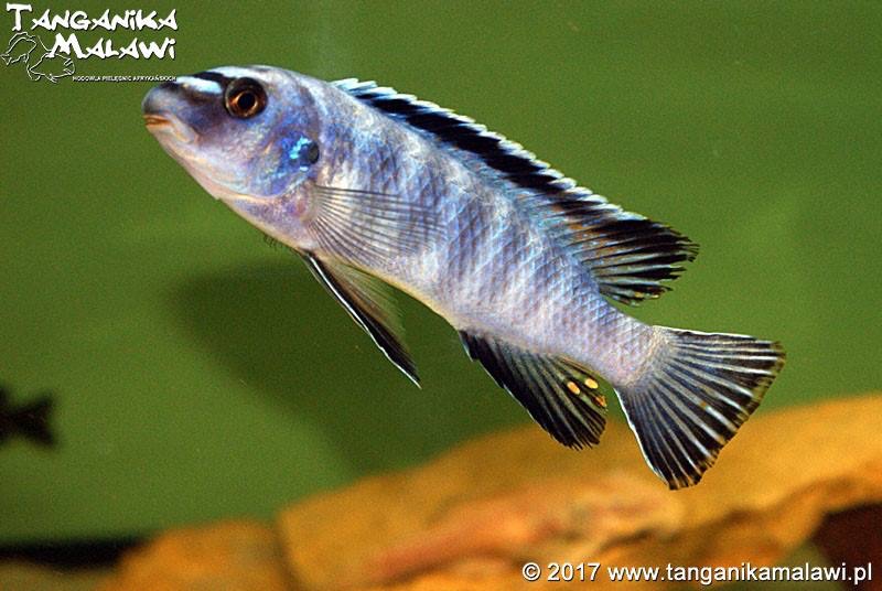 Labeotropheus trewavasae 'Mara Rocks'